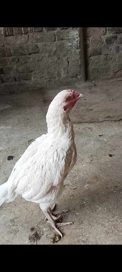 Aseel Paper white Madi egg for sale 1 egg price 600 final