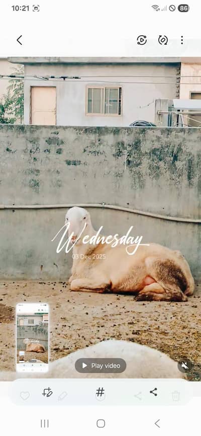 Munda Full Size Breader