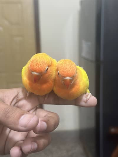 Lutino personata chicks