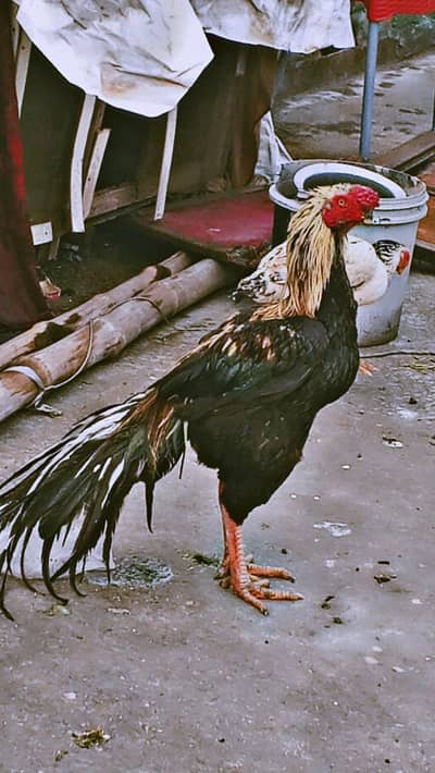 pure Indian parrot beak patha for sale js ko cheez ki smaj ho Wohi aii