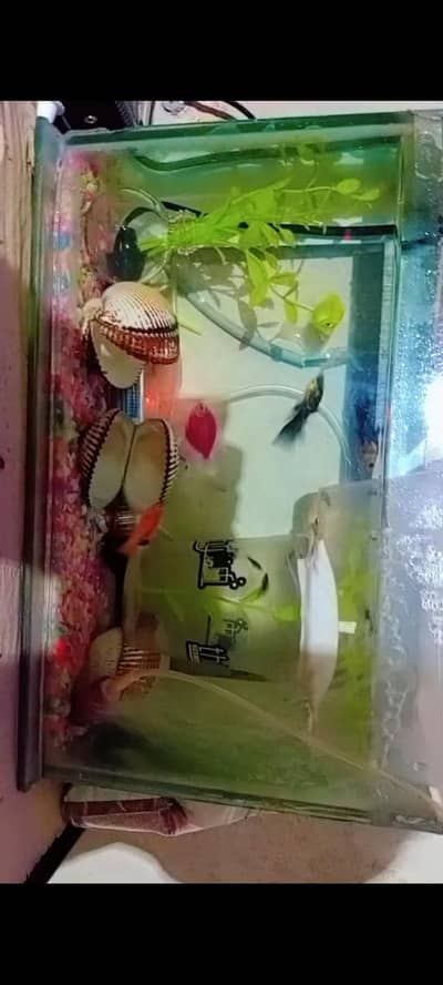 beautiful and active fish