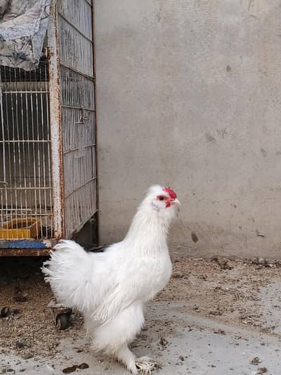 Silkie Rooster