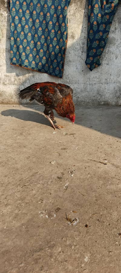 highHigh  quality saleta patha for sale or exchangee possible.