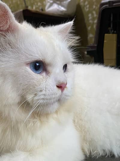 white male Persian cat