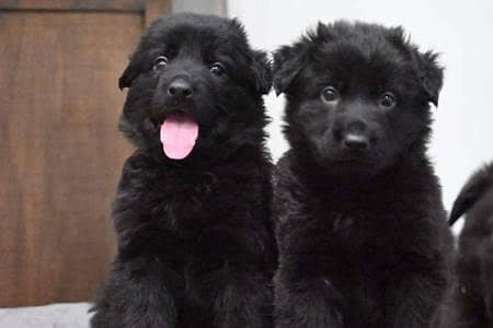Black German shepherd puppies available for sale