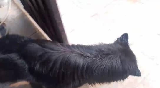 black German Shepherd urgent sale