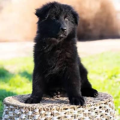 pedigree long coated black German shepherd puppies available for sale