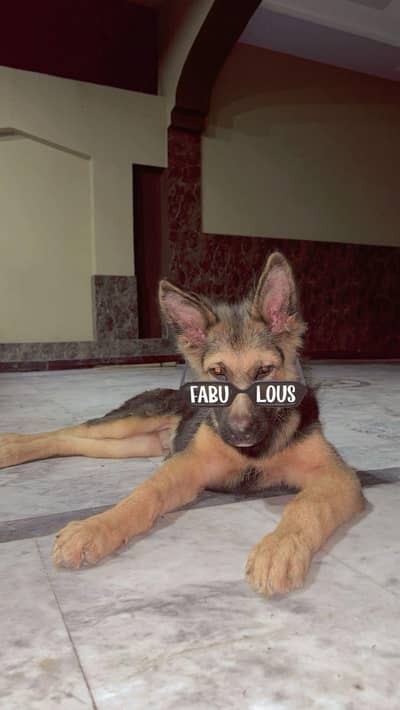 German Shepherd-Double Coat-1 year-male