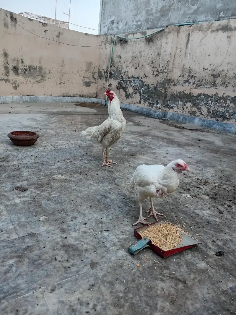 heera aseel pair