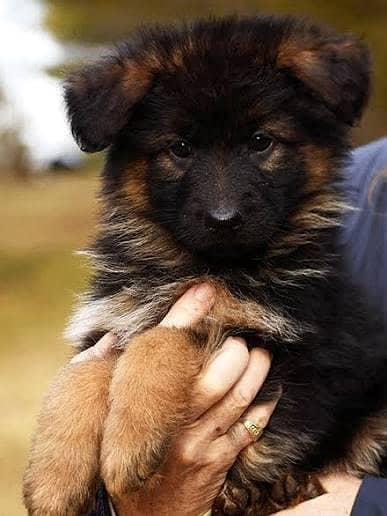 German shepherd puppies available for sale