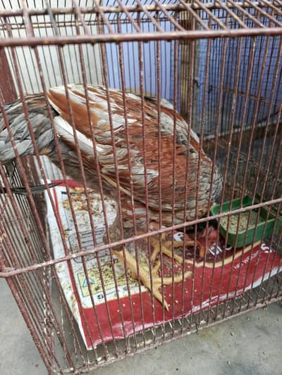 aseel male and females