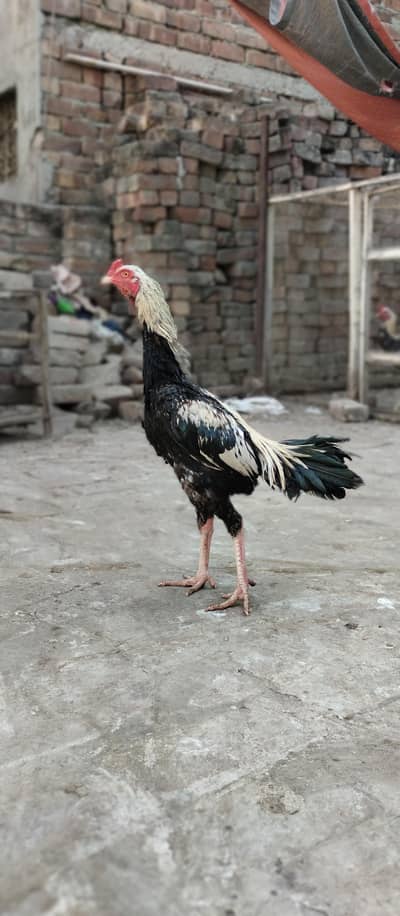 java aseell high quality