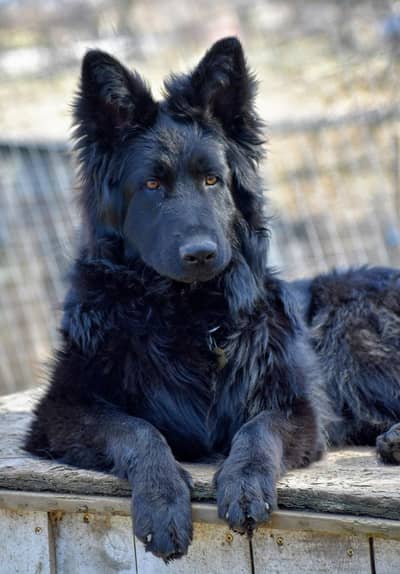 Pedigree long coated black German shepherd puppies available for
