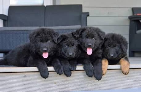 Pedigree long coated black German shepherd puppies available for sale