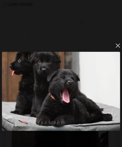Black German shepherd puppies available for sale