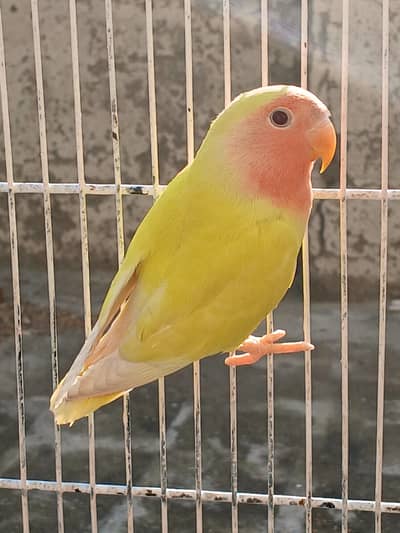 Lutino Lovebird Red Eye Peachfaced Pair - Lovebird pair For Sale