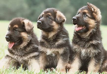 German shepherd puppies available for sale