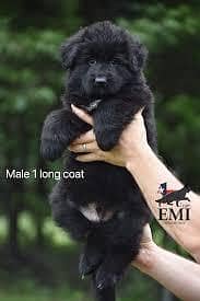 Pedigree long coated black German shepherd puppies available for sale