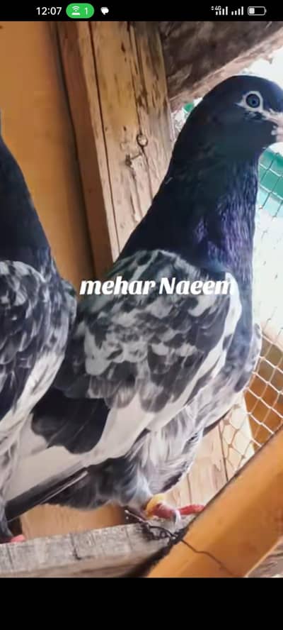 pure frozpure pegions available