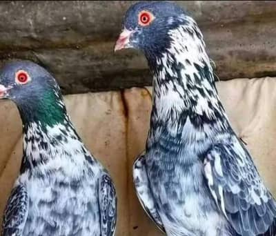 dub walay kaman gharon walay pegions available