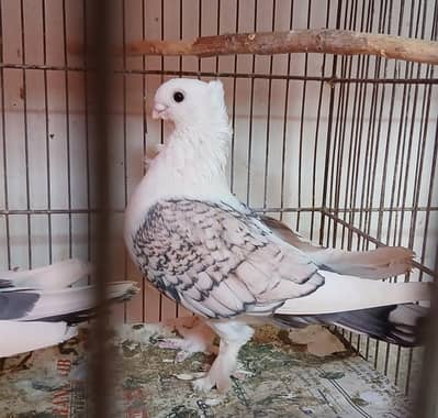 Punch Face Sentinent Pair