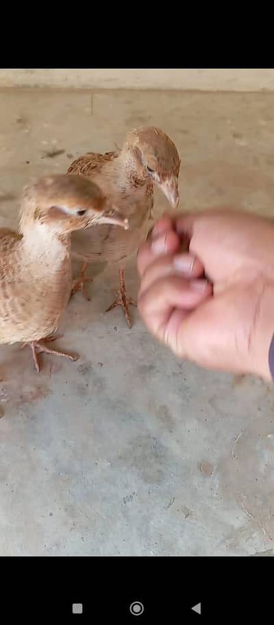 Pure Irani teeter young pair