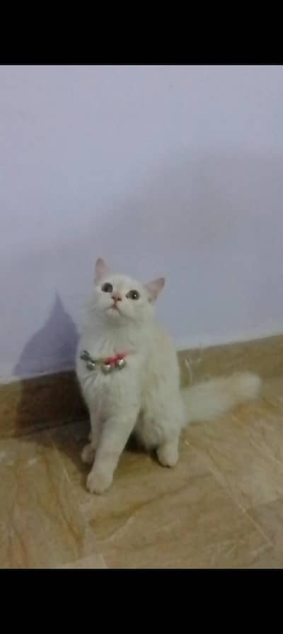 Persian male kitten