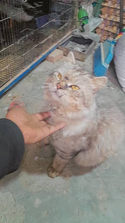 Semi punch face tripple coated male