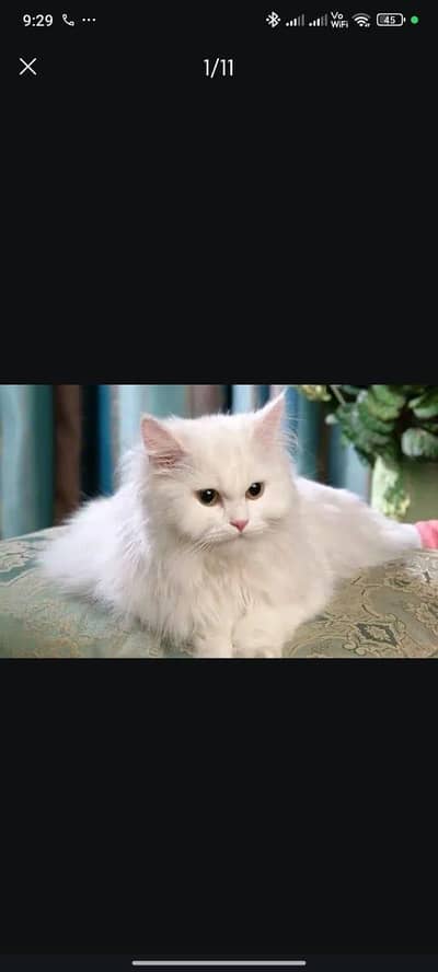 Persian Cats for sale (Litter trained)