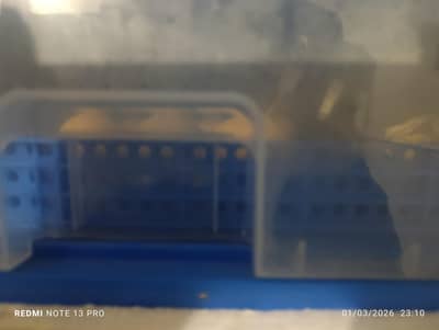 australop chicks for sale