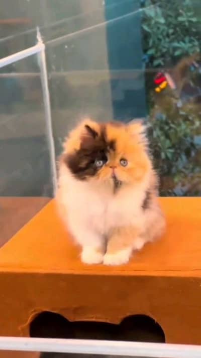 pairsian male female play full kitten for sale 03020580884wahtsap