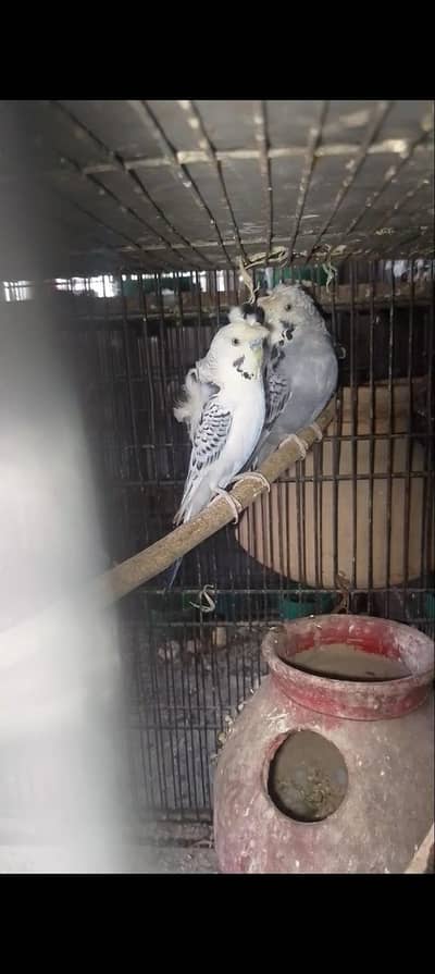 Hogoromo,hogo,TCB, Fellow,less wing double flower,femalebajri