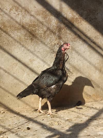 quality aseel female