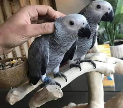 African Grey parrot for sale O3O8_29_16_232 my WhatsApp n