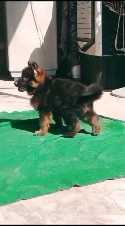 German Shepherd male puppy for sale