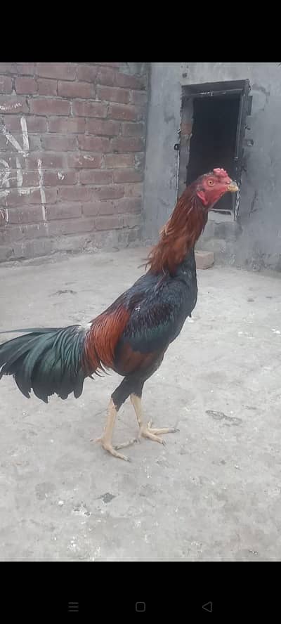 Pakoye , panus pathy pathiyaan for sale