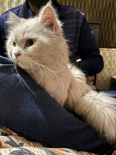 2 years oad eyes male cat for sale 15k demand negotiable