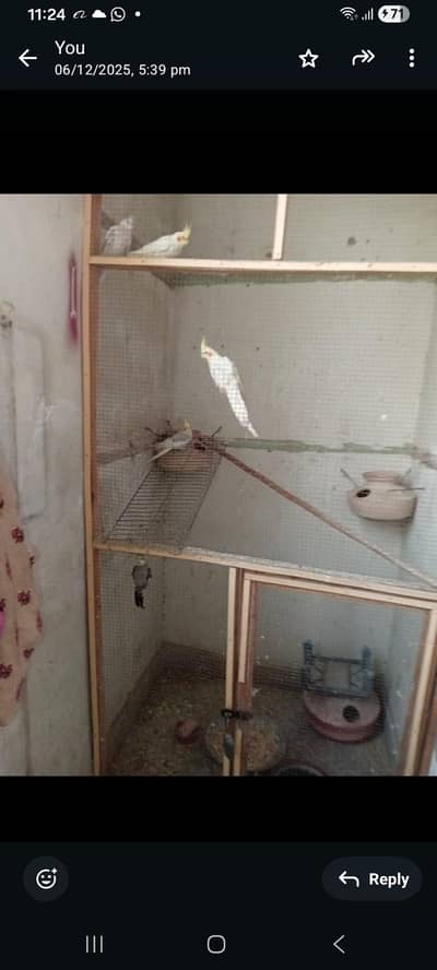 cocktai creaml parrot pair  red eyes