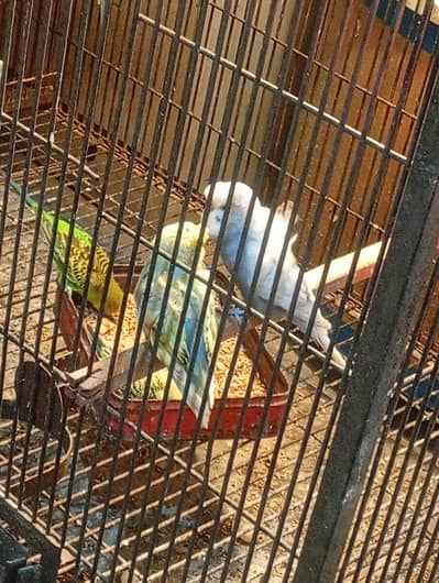 hogoromo 2 pairs breeder