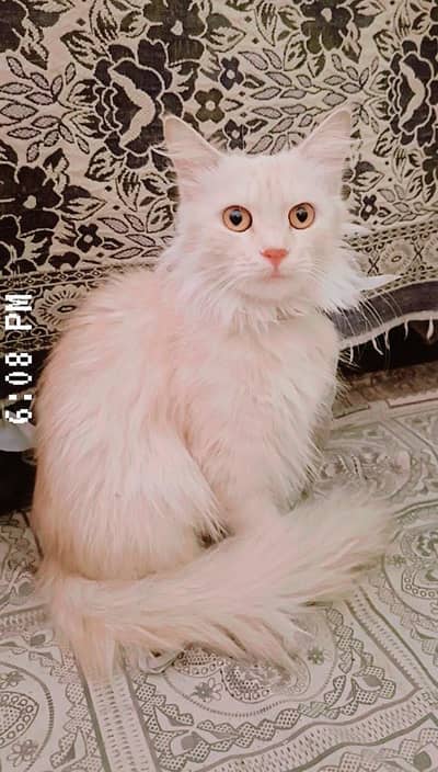 Cat persian