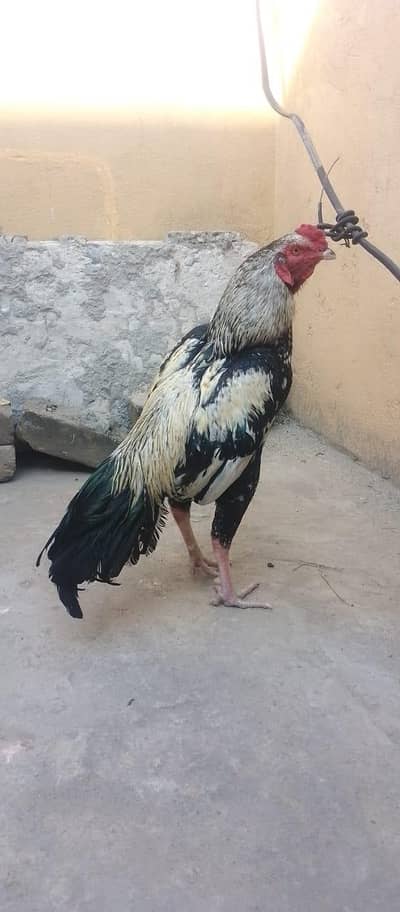 Java aseel for sale 03165138510