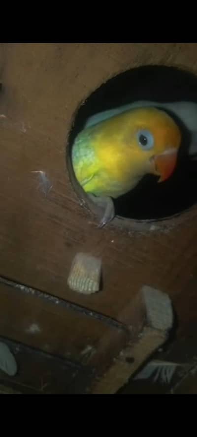 Albino red eyes to dacino paiir with 3 baby with 2 boxes