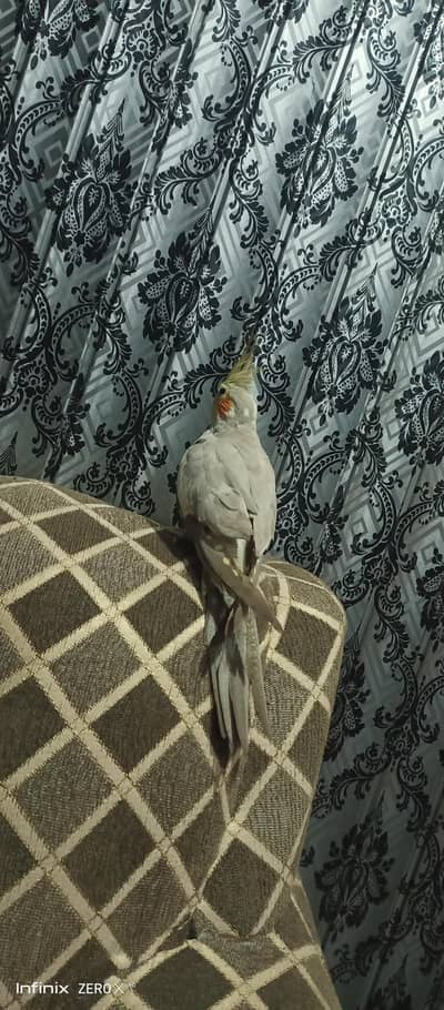 cocktail parrot with Handtame skills