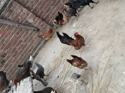 golden misri murgiyan for sale eggs laying 40 piece