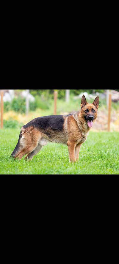 german shepherd pedigree female