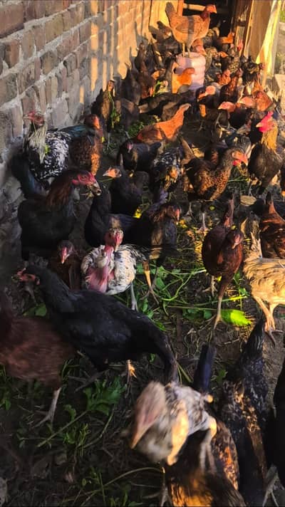 golden misri pata 100 pece