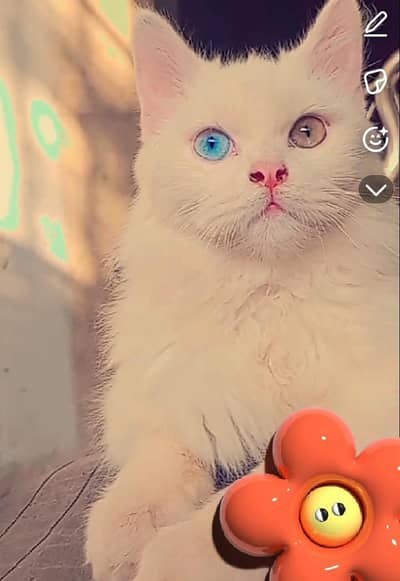 Persian Male odd eyes