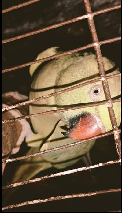 Green Breeder Parrot ( مادی)