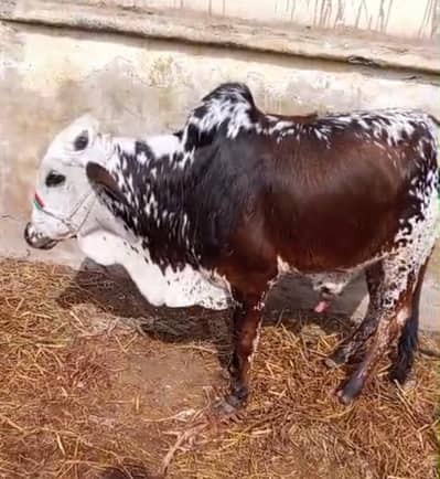 cow sale kar raha hn male 2 daant k he 24 month