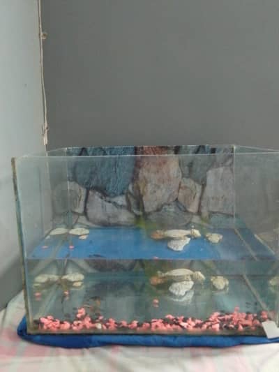 aquarium tank